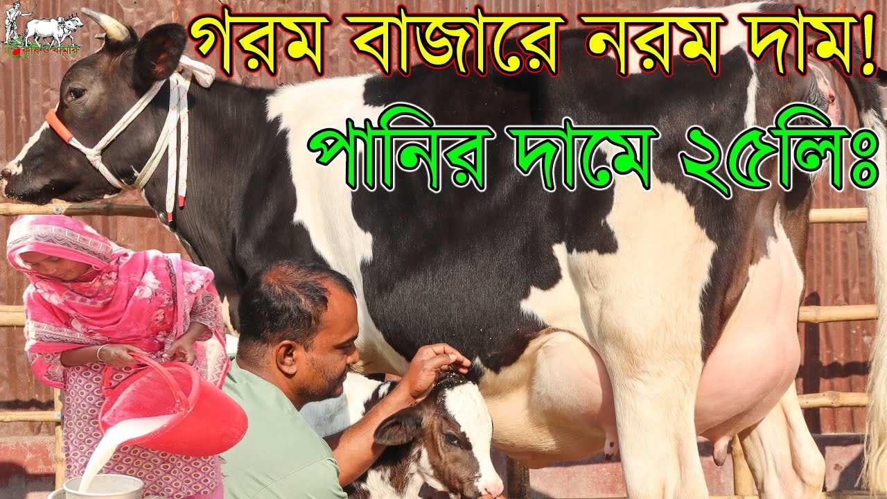 এই আগুন বরাবর বাজারে সীমিত লাভে পানির দামে মাসুদ ভাইয়ের গ্রামের গেরস্ত বাড়ীর গাভী বিক্রি। Krishi TV