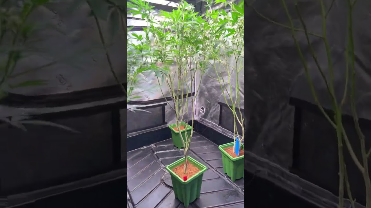 Growing in Coco.