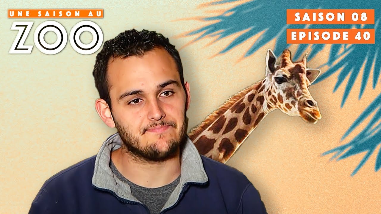 Le Training des Girafes sera-t-il Efficace? | S08EP40 | Émission Intégrale | Une Saison Au Zoo