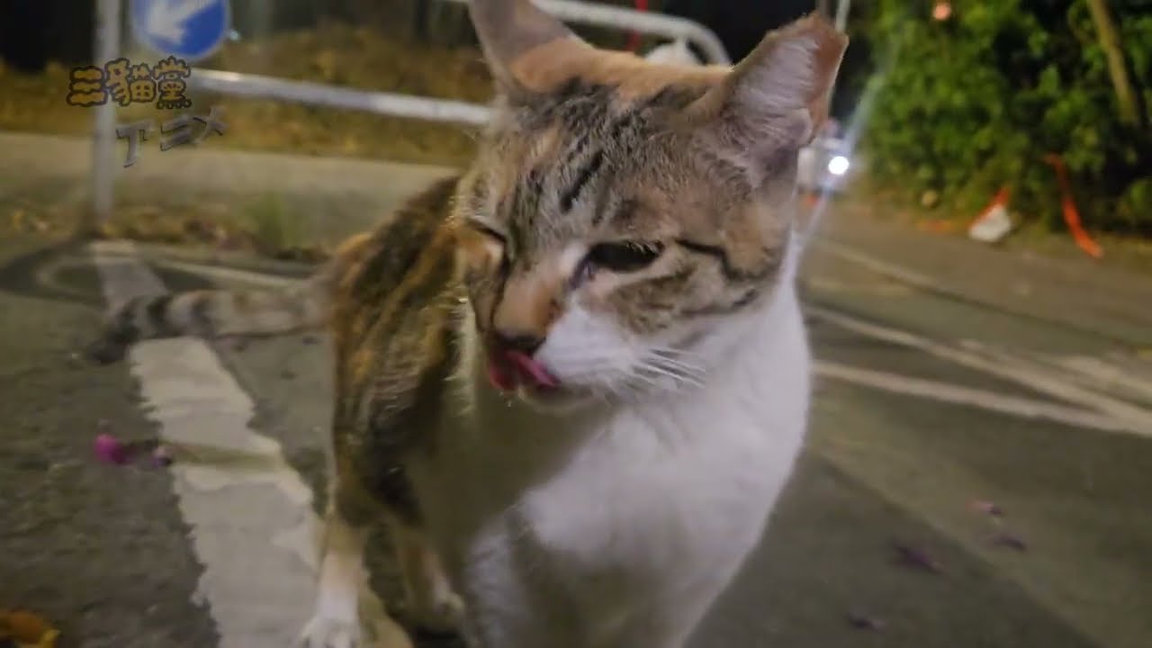 Feed freal cats  ASMR | 25-270126 |  White Noise for Sleep & Relaxation