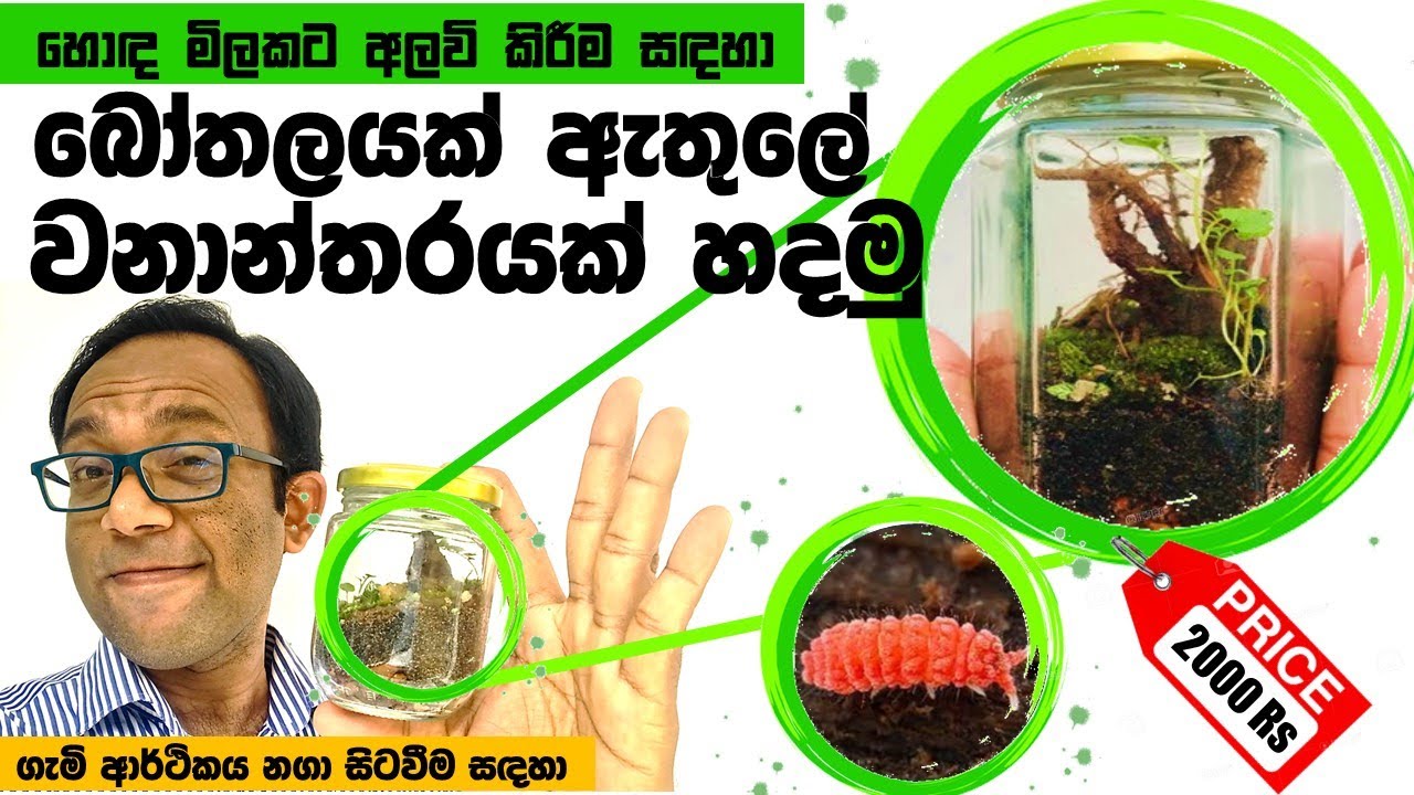 කොහොමද බෝතලයක් ඇතුලේ පුංචි වැසි වනාන්තරයක් හදන්නේ? :  Terrariums as a Business and a Hobby!