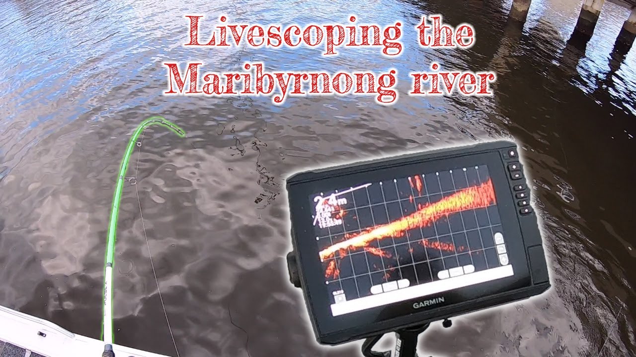 LIVESCOPE fishing the Maribyrnong river for bream and mulloway. #bream #fishing #livescope #victoria