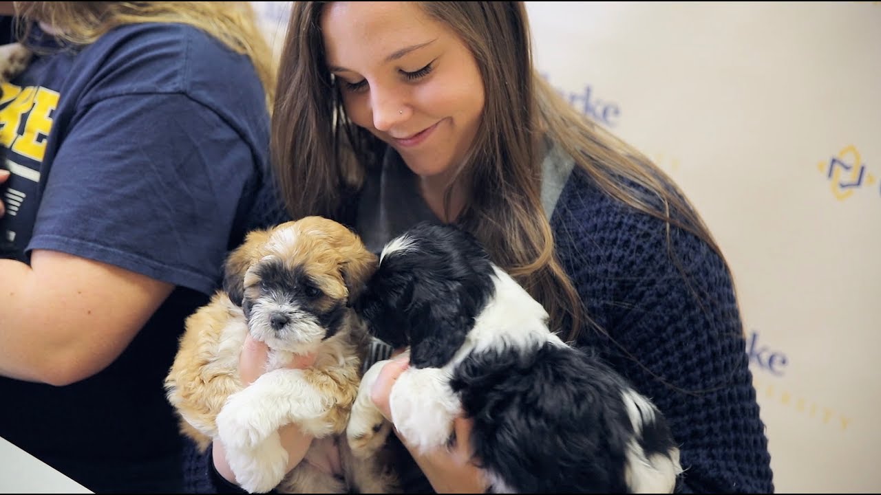Finals Week Puppy Surprise