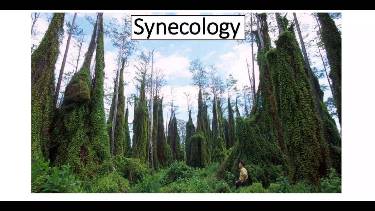 Week 1 1 Intro to plant ecology