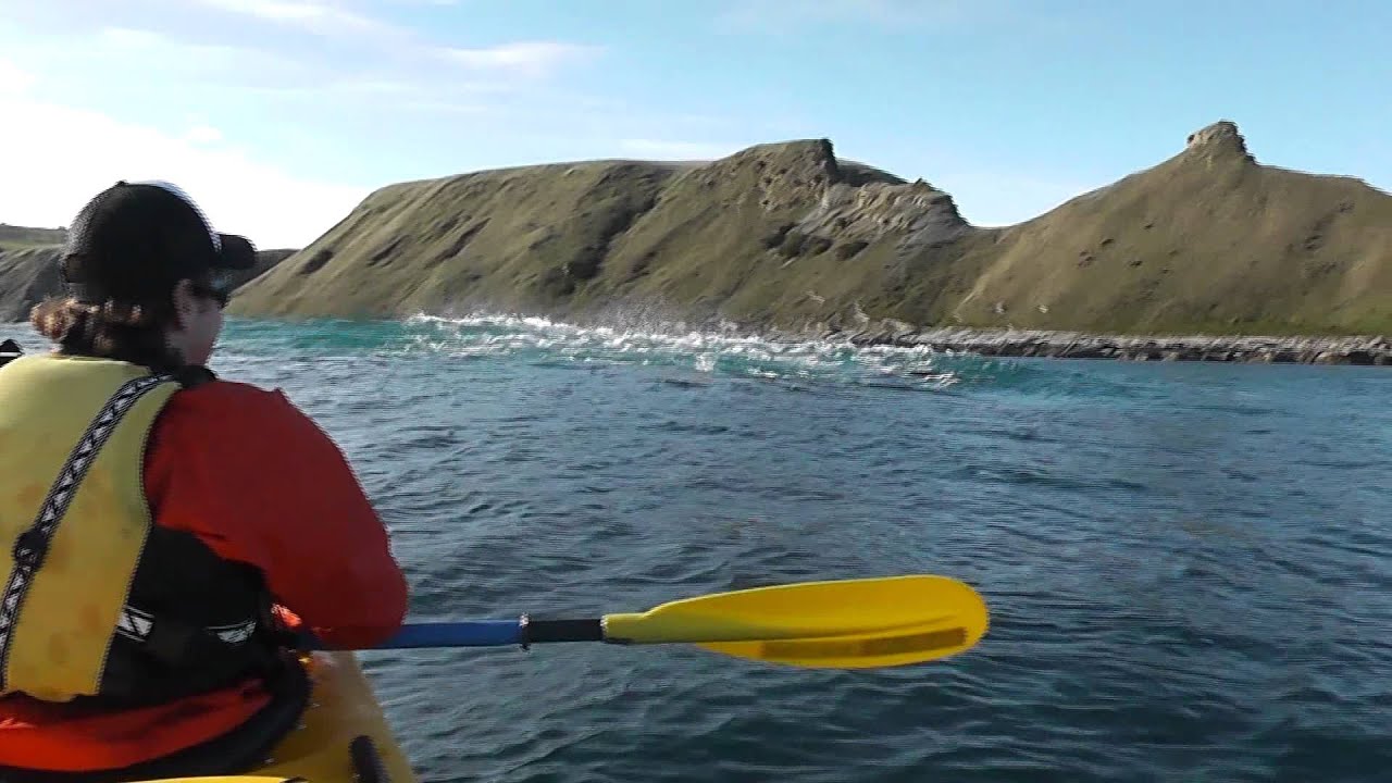 Kayakers watch a Fur Seal eating an Octopus on a tour with Kaikoura Kayaks