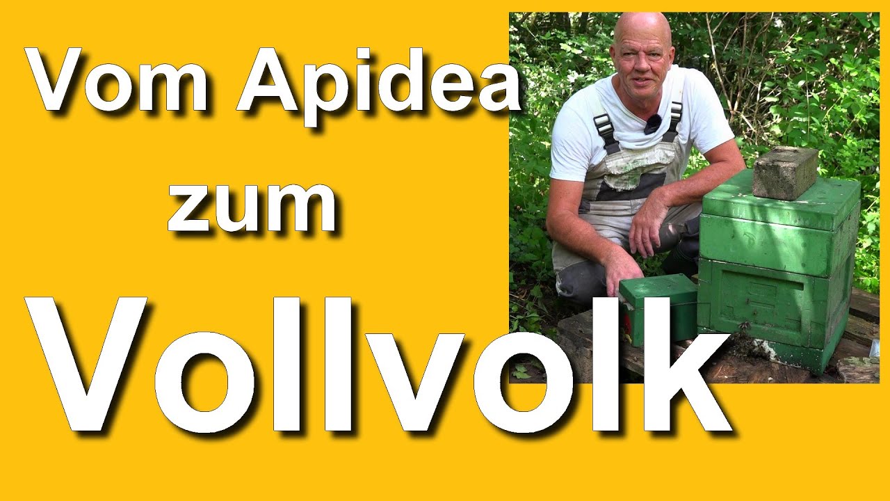 Apidea Begattungsvölkchen Dunkle Biene in Mini Plus umsiedeln - es gab auch Pannen