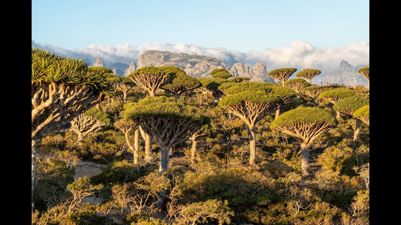Socotra Tour: The Alien Island