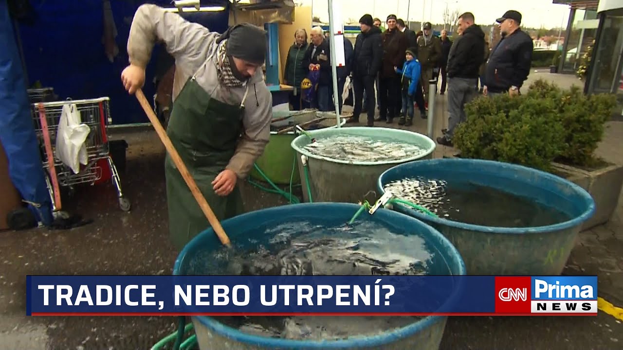 Va&scaron;e tradice, moje tr&aacute;pen&iacute;. Praha spou&scaron;t&iacute; kampaň, kter&aacute; broj&iacute; proti prodeji živ&yacute;ch kaprů