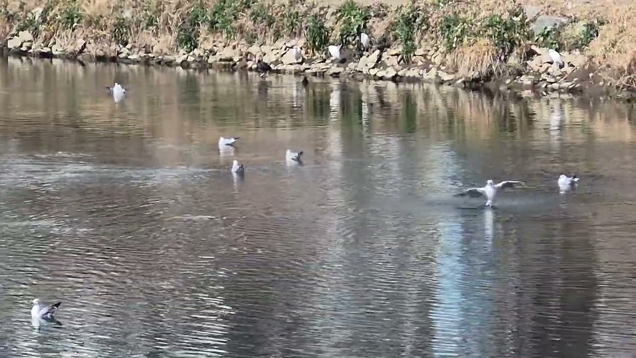 온천천 갈매기 한가한 오후