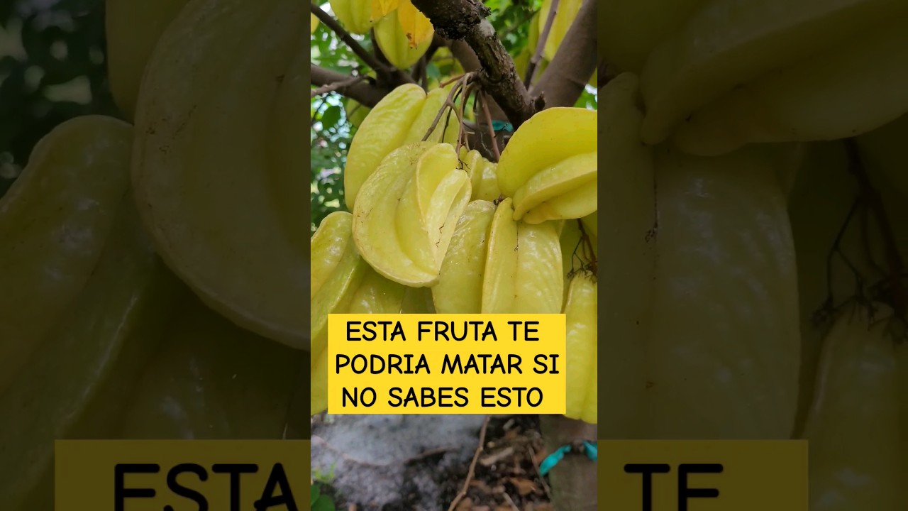 LA FRUTA ASESINA #huerta #frutas #plantas #carambola