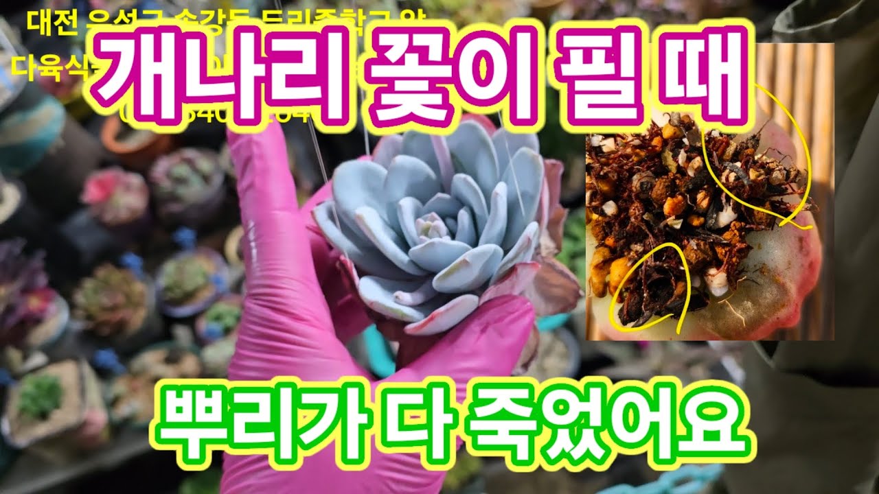 잎에 탄력이 없다면 반드시  확인 하세요