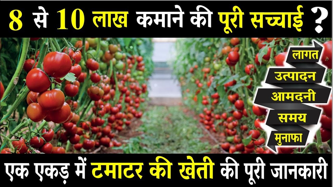 टमाटर की खेती कब और कैसे करें | Tamatar Ki Kheti Kab Aur Kaise Karen | Tamatar Ki Kheti