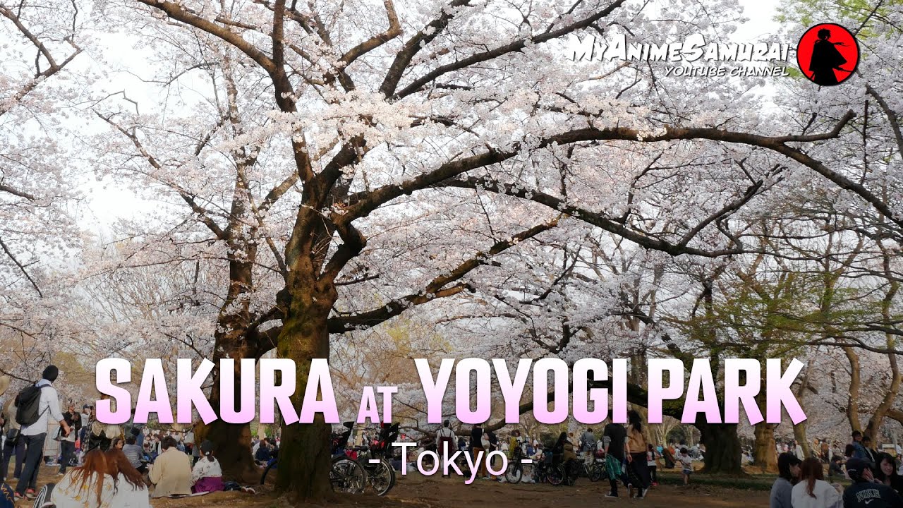 Sakura and Hanami at Yoyogi Park (Tokyo)