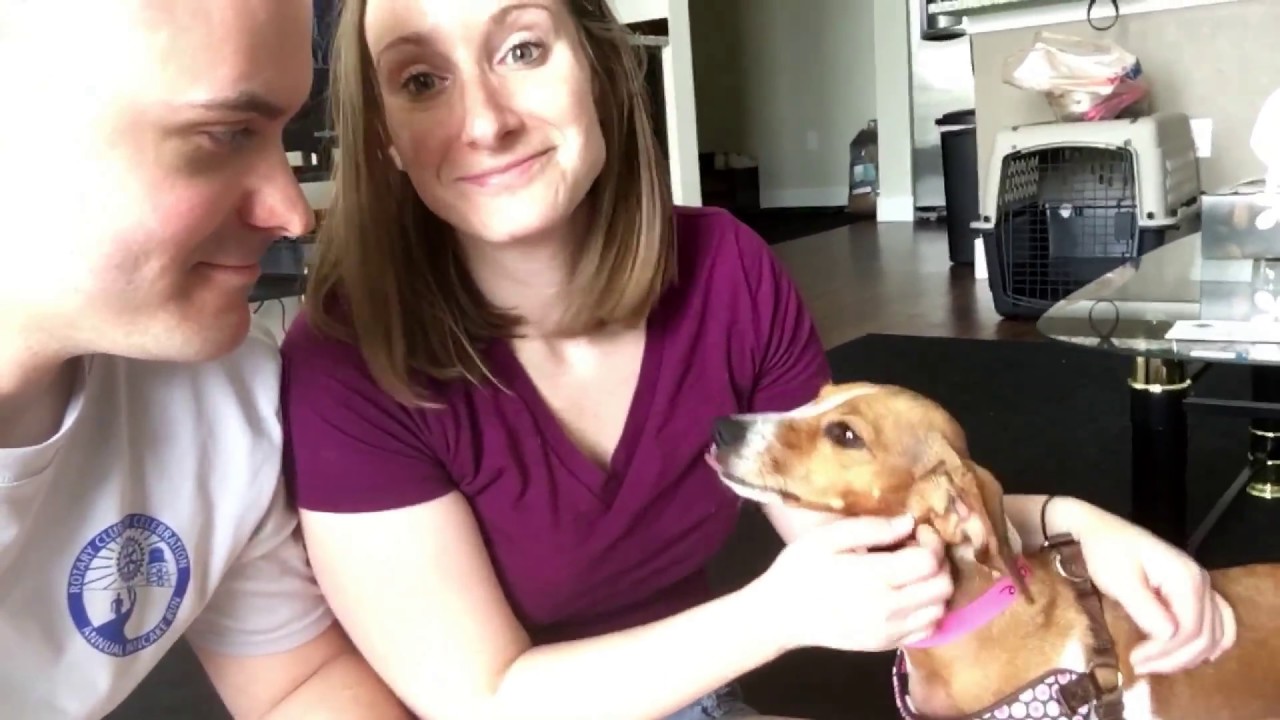 Bringing Home Our Goldie (Adopting A Rescue Dog)