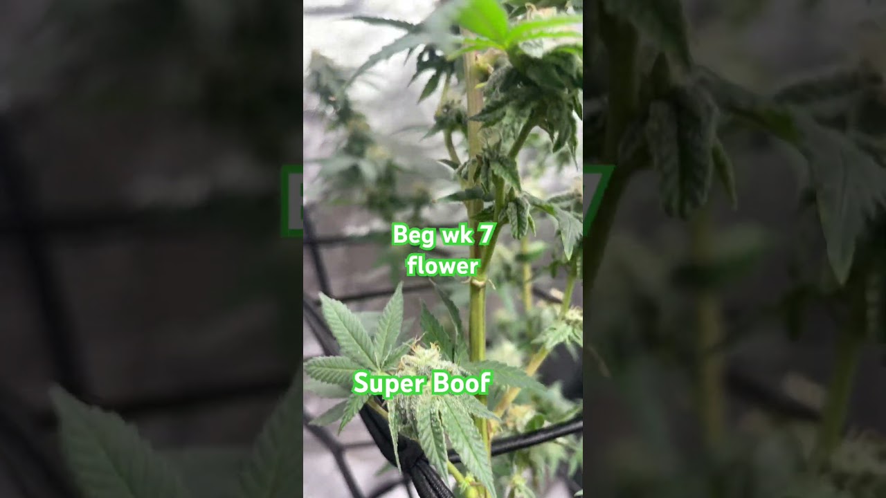 #SuperBoof #CannabisShorts  #GrowersLife #FrostyTrichomes #TerpLife #CannabisGarden #HarvestReady