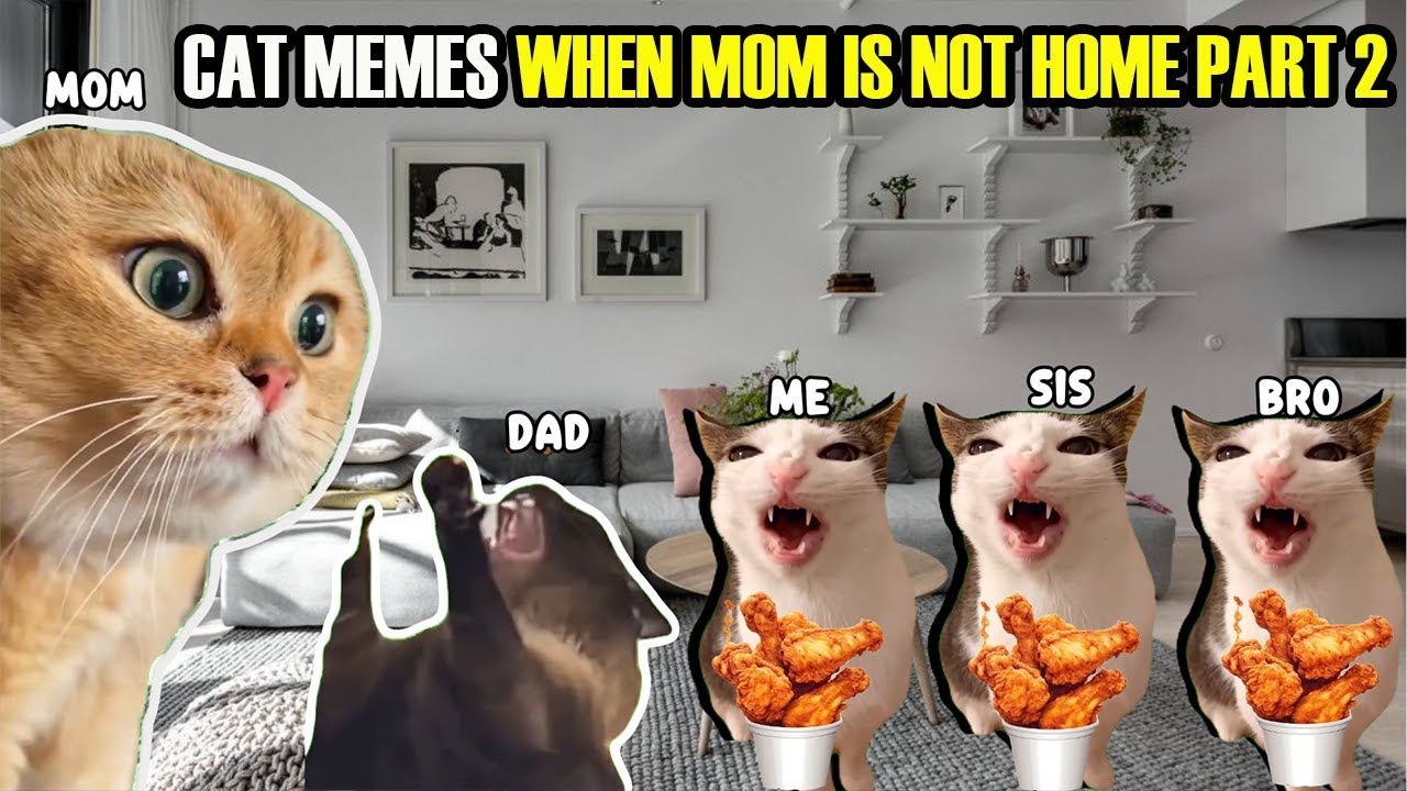 CAT MEMES: When Mom Is Not Home Part 2