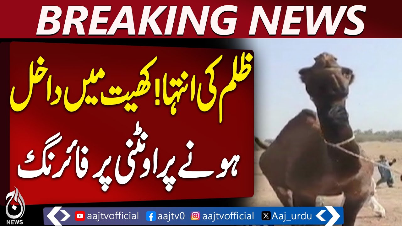 Camel Hurt After Weapon Discharge Over Field Entry Dispute in Rural Area