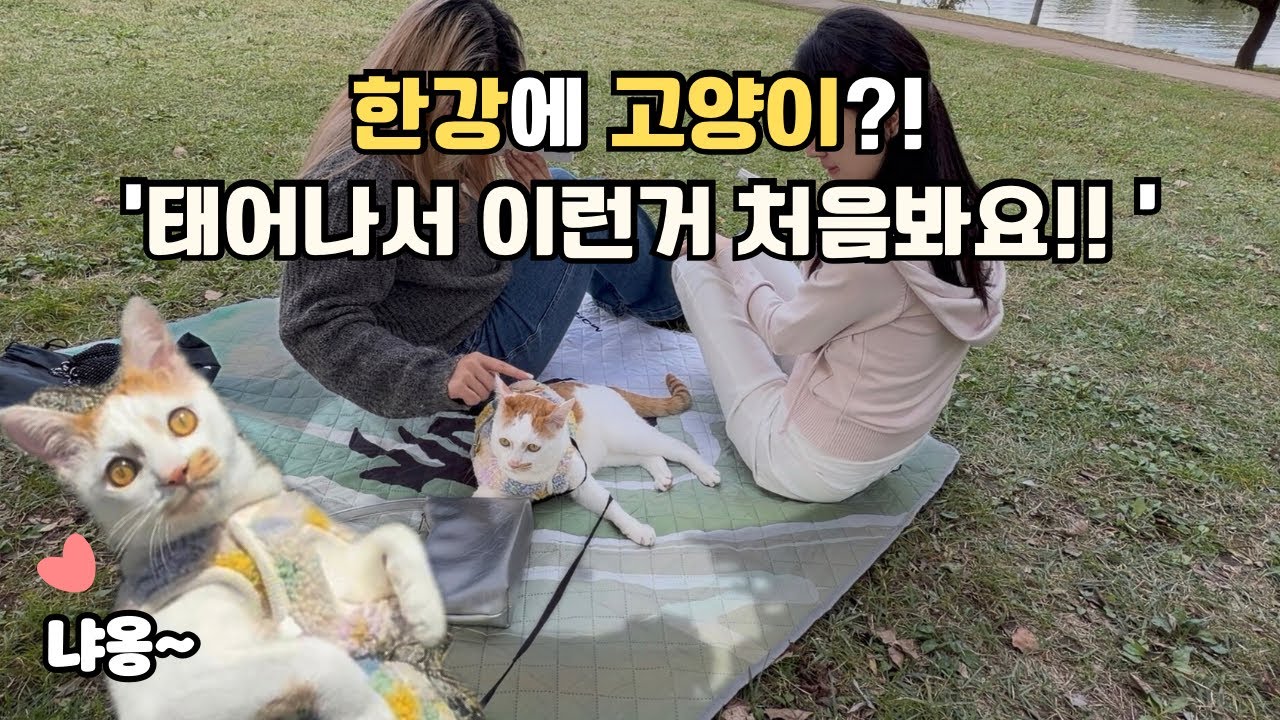 한강에 난생 처음 보는 개냥이 등장! 처음보는 누나들과 스킨십하는 고양이!A Cat This Social?! Making New Friends at the Han River!