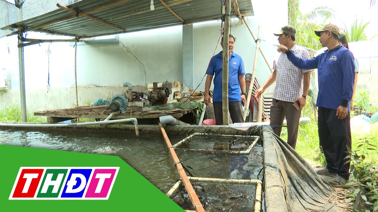 Phát triển kinh tế từ nuôi cá chạch lấu trong áo lót bạt | Nông dân khởi nghiệp  - 14/7/2024 | THDT