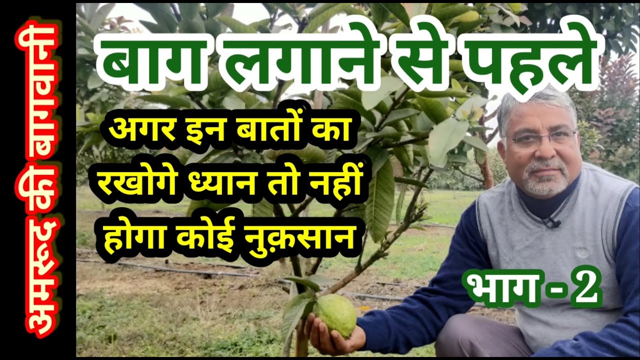 206. अमरूद की बागवानी में इन बातों को ध्यान रखें भाग - 2 ।। Avoid these mistakes in guava orchard