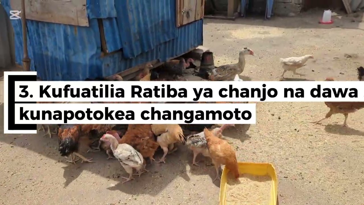 Mambo Manne (4) Ambayo ningetamani kuyajua kabla ya kuanza kufuga Kuku ...🤔