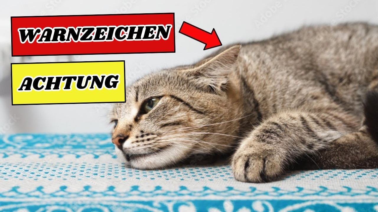 Sogar Wohnungskatzen &uuml;berhitzen &ndash; achte auf DIESE Warnzeichen!