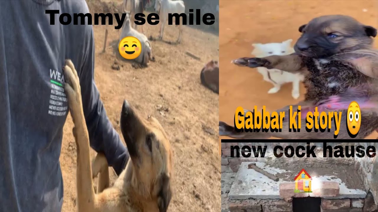 Tommy mil kar huva bhut khush🥰🥰   Kise aaya tha Gabbar🤔 aaj cock 🐓 ghar 🏡 bana he deya 😅