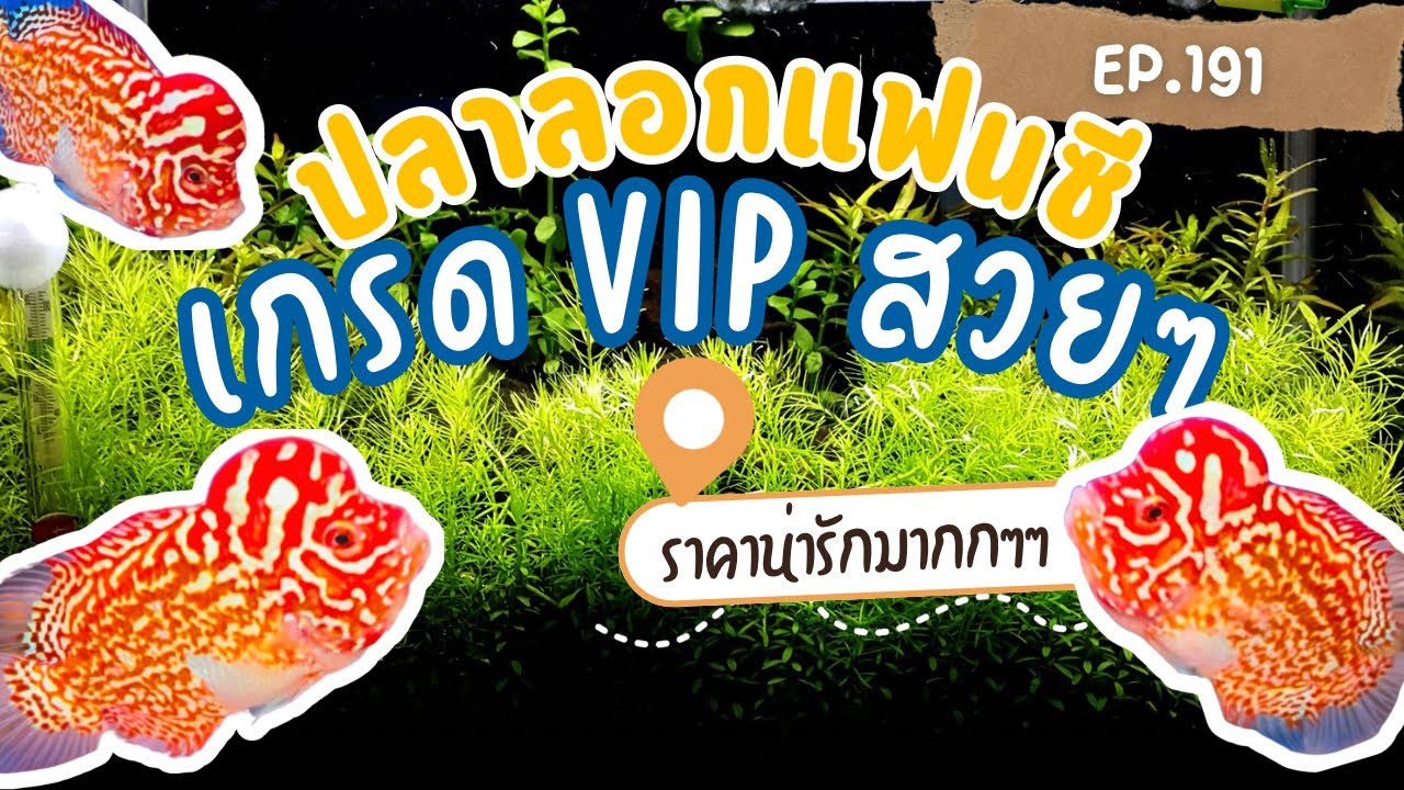 EP.191 พาชมปลาลอกแฟนซีเกรด VIP 🔥