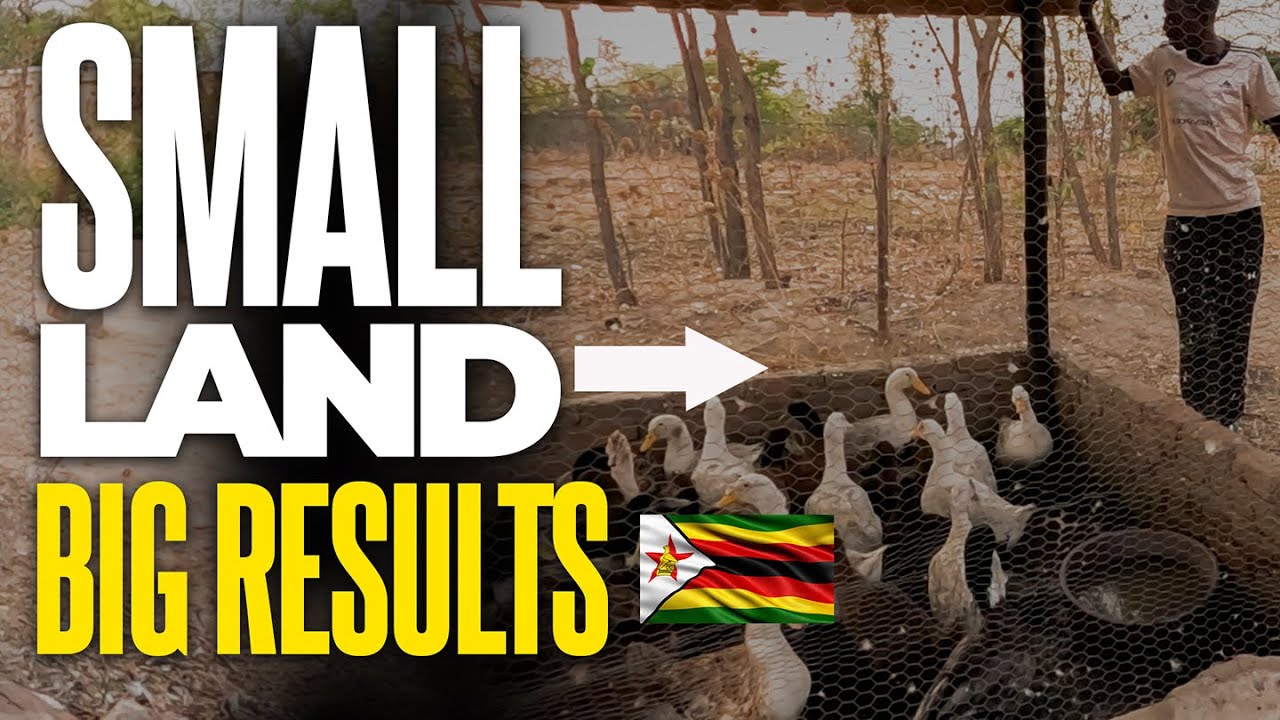 Inspiring | Piggery master class| Couple Building a Piggery Empire on a Small Plot! 💪🏾🔥