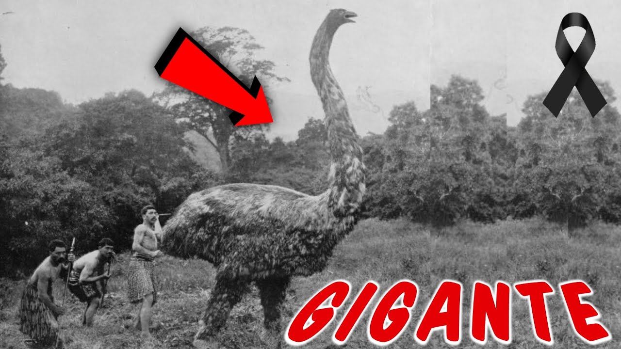 ÚLTIMO ENCUENTRO con el AVE MOA ¡El Gigante de las Aves! 🤯