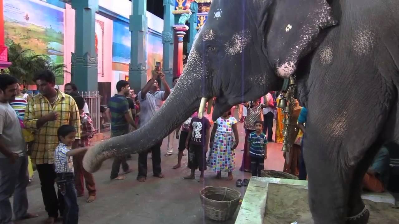 Temple Elephant, Pondicherry