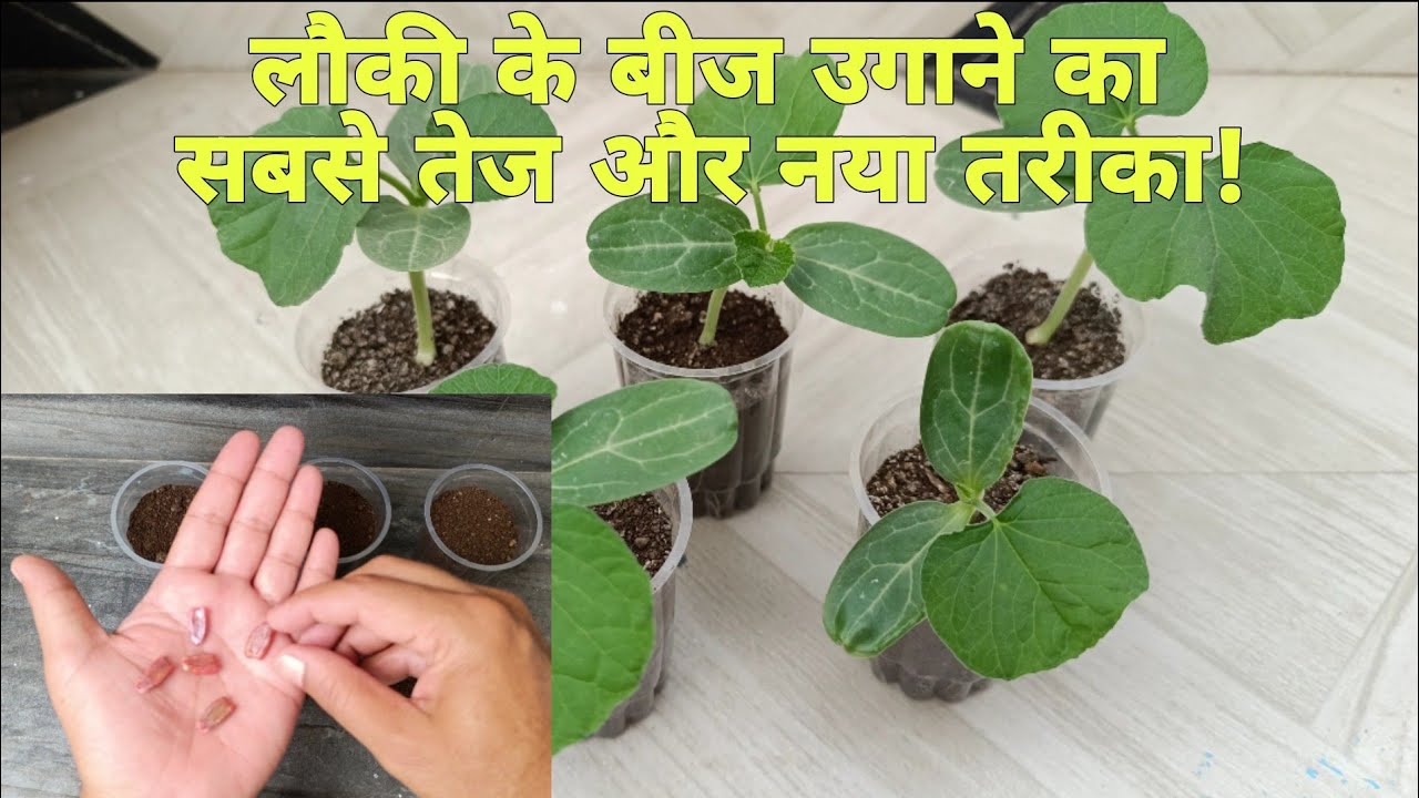 लौकी को बीज से उगाने का सबसे तेज तरीका सीखिए / Fastest Method of Bottle Gourd Seed Germination