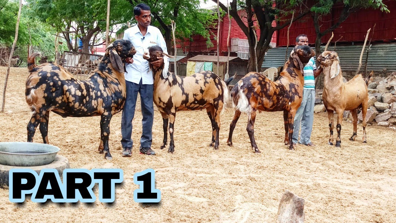 Big sirohi goat's at JMD goat farm