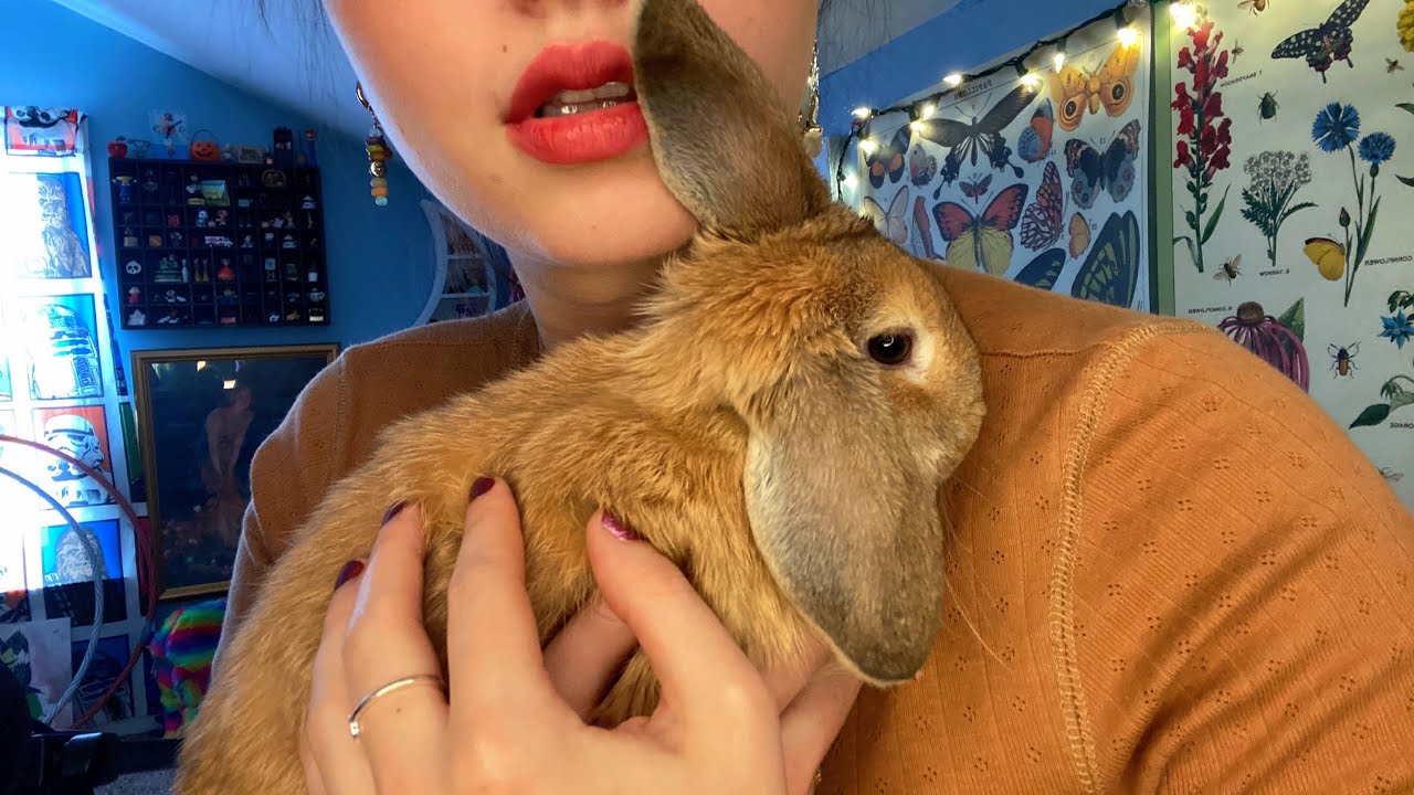 Holland Lop ASMR Bunny Kisses & Snuggles 🥰