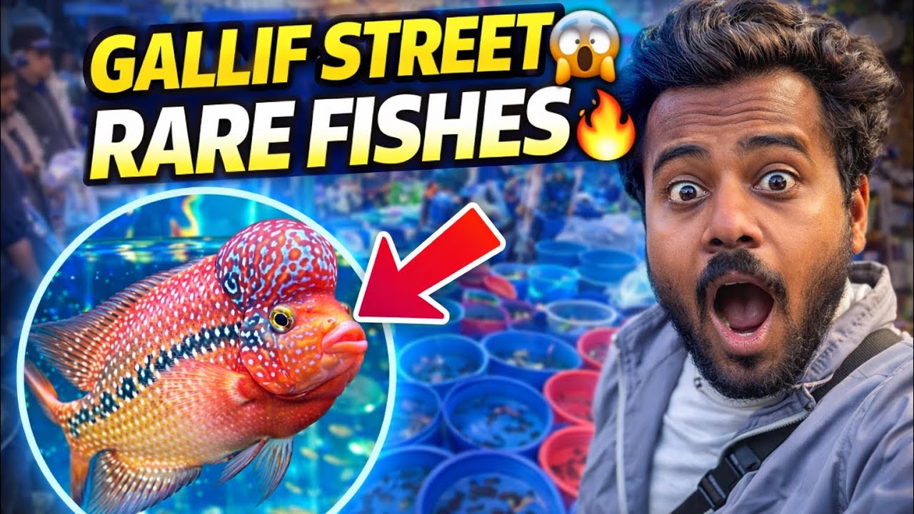 6rs fish 😱 |Gallif Street pet Market Vlog | Sasti & Rare Aquarium Fishes #gallifstreetpetmarket 