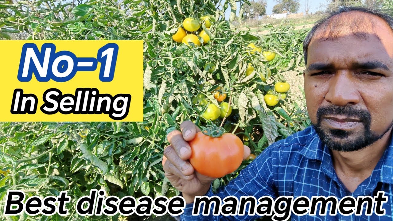 Отличный урожай томатов / Без болезней / Таматар ки хети / #Томатное хозяйство