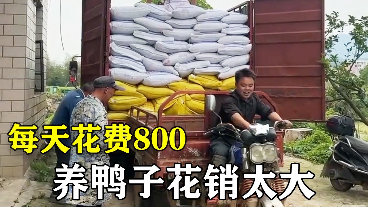 每天养鸭的开销800块，最后换来的利润有多少呢？螃爷搞养殖也太难了！【螃爷Pang】