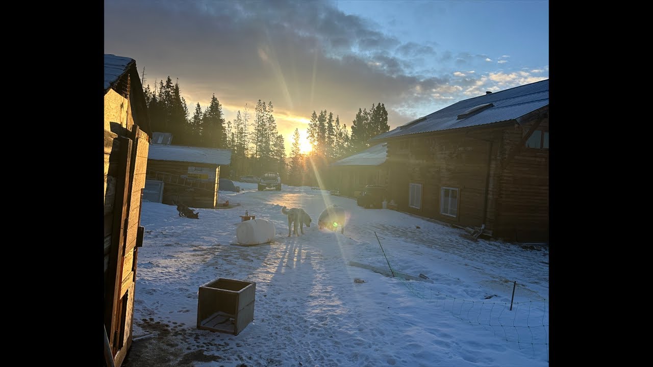 Possible Lambs being born on live - off grid homestead