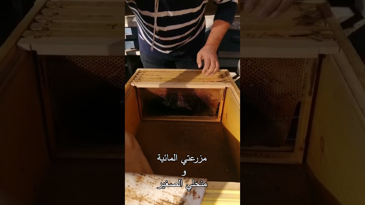 تقرير الخلية بعد شهر من الفرزة السابعة للموسم 2024