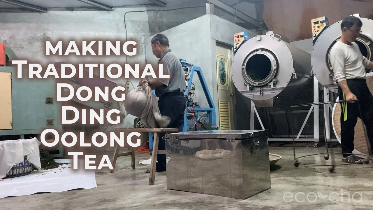 Traditional Dong Ding Oolong Tea Making Spring 2021 | Eco-Cha Teas