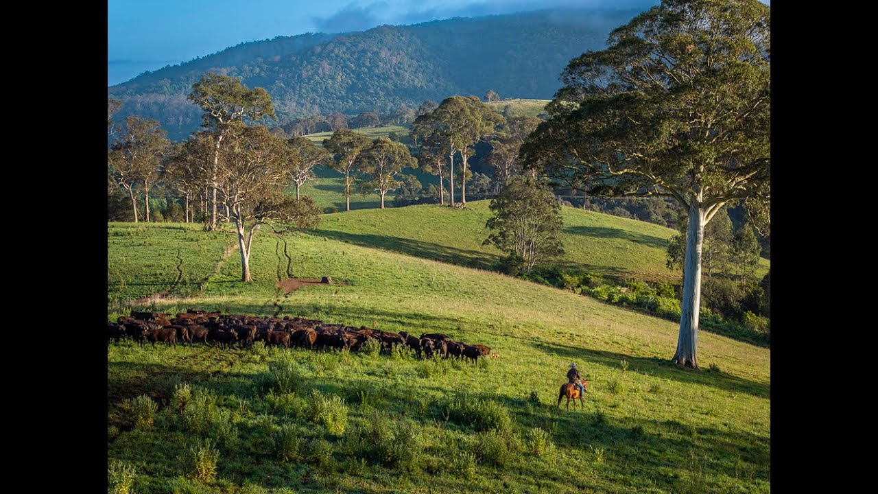 Elders Dorrigo | ‘Waterfall Farm’, Dorrigo