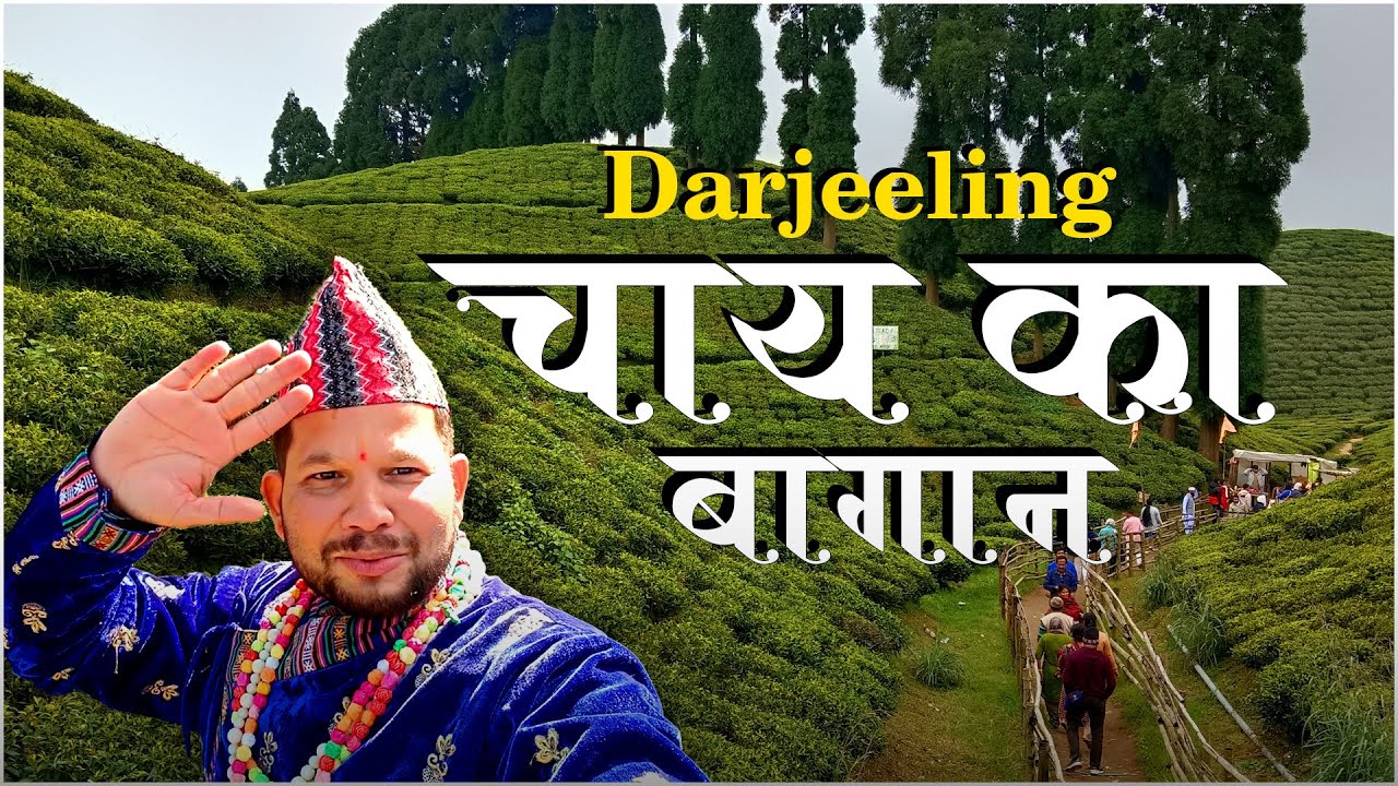 दार्जिलिंग का चाय बागान | DARJEELING TEA PLANTATION | Darjeeling Tea Garden | Raipur To Gangtok Ep11