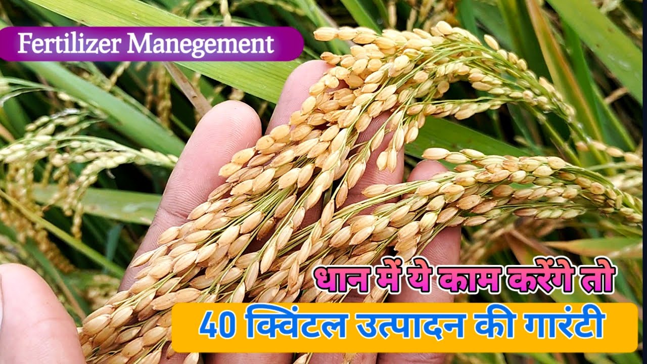 धान में 40 कुंटल उत्पादन लेने के उपाय।Paddy crop High yeald।