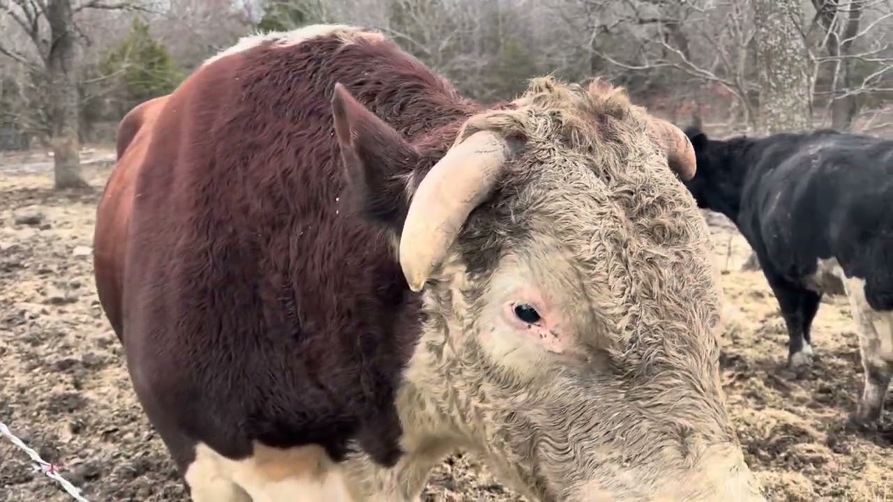 Rufus got in with Redford and roughed him up #rufusthebull