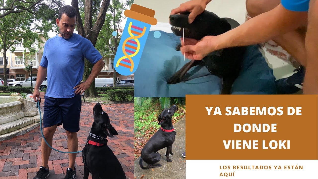 Resultados prueba ADN Loki