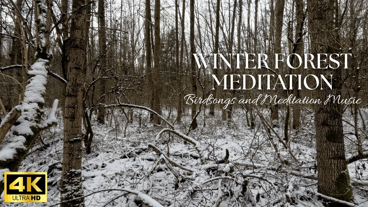 Quiet Winter Forest Meditation – Calm Woodland Scenes & Gentle Birdsong (60 Min, No Loop)