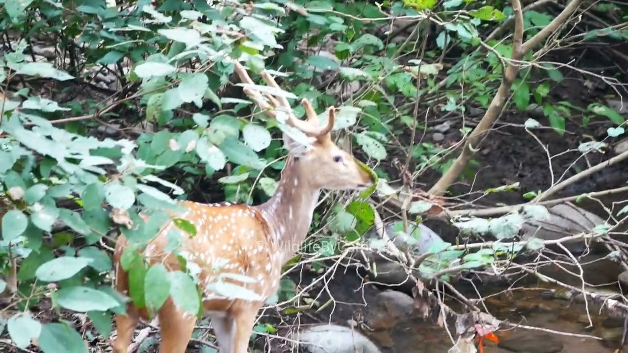 Spotted Deer | Ramnagar Jim Corbett National Park Buffer Zone Wildlife By Camera 4k Video In Hindi