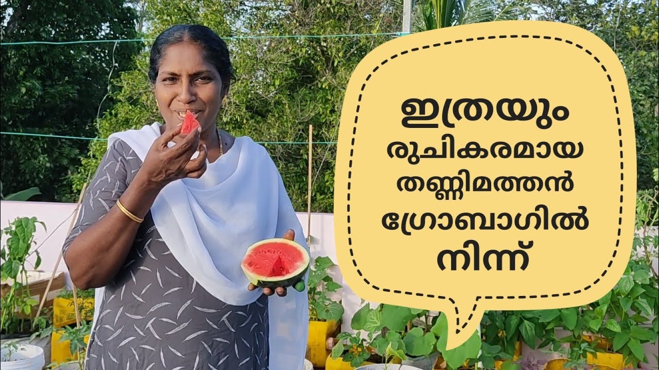 തണ്ണിമത്തൻ വളർത്താം |  WATERMELON on terrace in container |