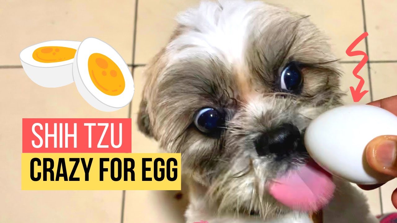 Siya's Crazy Love for Egg | One Year Old Shih Tzu