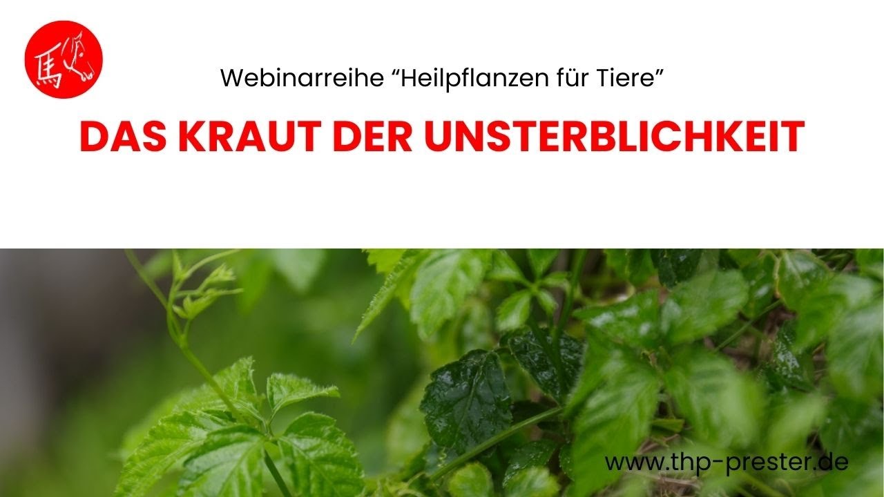 Heilpflanzen für Tiere: Kraut der Unsterblichkeit
